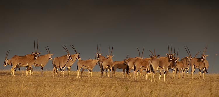 A herd of Oryx